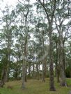 Eucalyptus obliqua