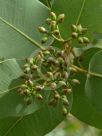 Corymbia peltata