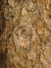 Corymbia peltata