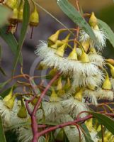 Eucalyptus petiolaris