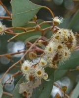 Eucalyptus polyanthemos