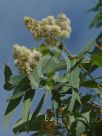 Eucalyptus raveretiana