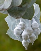 Eucalyptus rhodantha