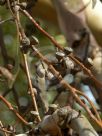 Eucalyptus rubida