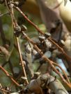 Eucalyptus rubida