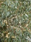 Eucalyptus sideroxylon sideroxylon