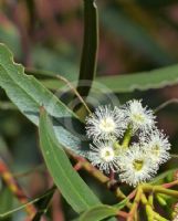 Eucalyptus stricta