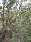 Eucalyptus tenuiramis