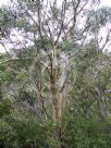 Eucalyptus tenuiramis