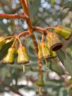 Eucalyptus torquata