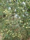 Eucalyptus viridis
