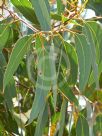 Eucalyptus wandoo