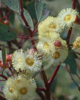 Eucalyptus websteriana norsemanica