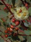 Eucalyptus websteriana norsemanica