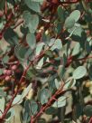Eucalyptus websteriana norsemanica