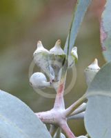 Eucalyptus woodwardii