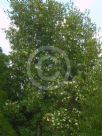 Eucryphia moorei