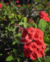 Euphorbia splendens