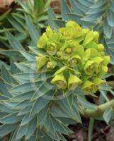 Euphorbia rigida