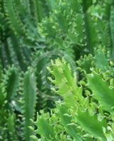 Euphorbia trigona