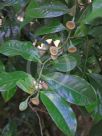 Eupomatia laurina