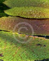 Euryale ferox