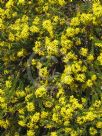Euryops virgineus