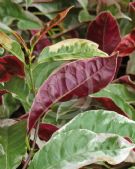 Excoecaria cochinchinensis Firestorm