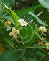 Fagraea fragrans