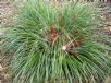Fascicularia bicolor