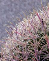 Ferocactus cylindraceus