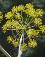 Ferula communis communis