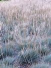 Festuca glauca Elijah Blue