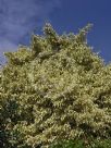 Ficus benjamina Variegata