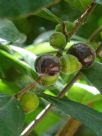 Ficus coronata