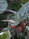 Ficus dammaropsis