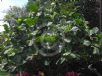 Ficus dammaropsis