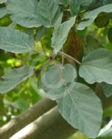 Ficus sycomorus