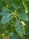 Ficus virens