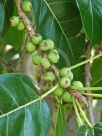 Ficus virens