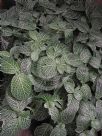 Fittonia albivenis Argyroneura Group