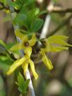 Forsythia viridissima