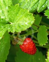 Fragaria vesca