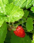 Fragaria vesca