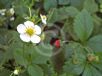 Fragaria vesca