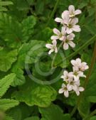 Francoa ramosa