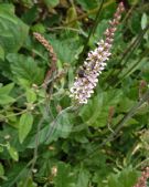Francoa sonchifolia