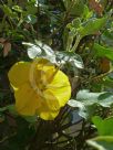 Fremontodendron californicum