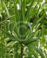 Fritillaria imperialis