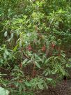 Fuchsia boliviana